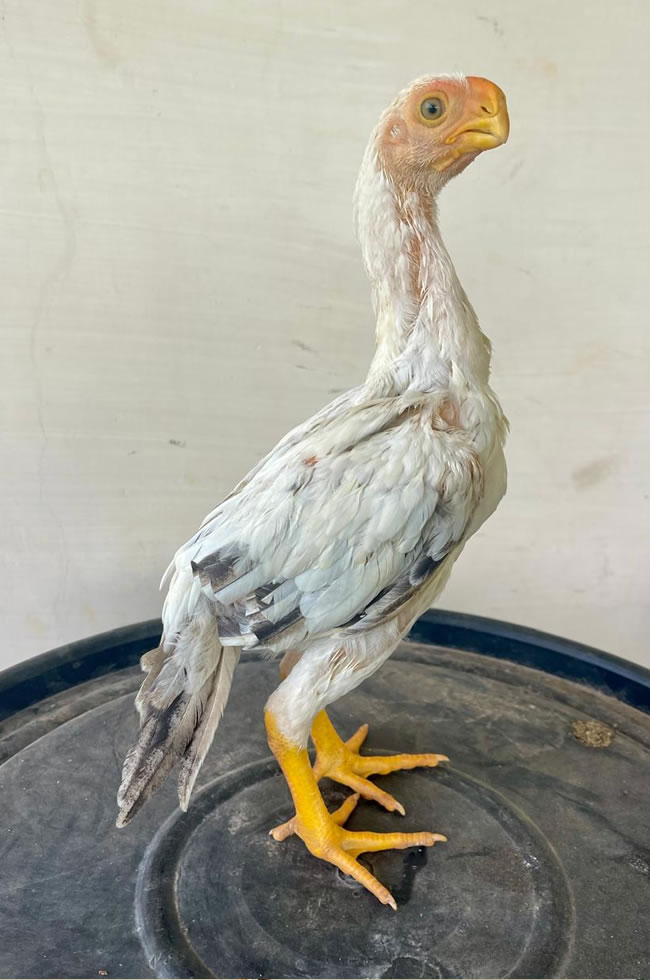 Aseel Chicks Home Delivery Across India