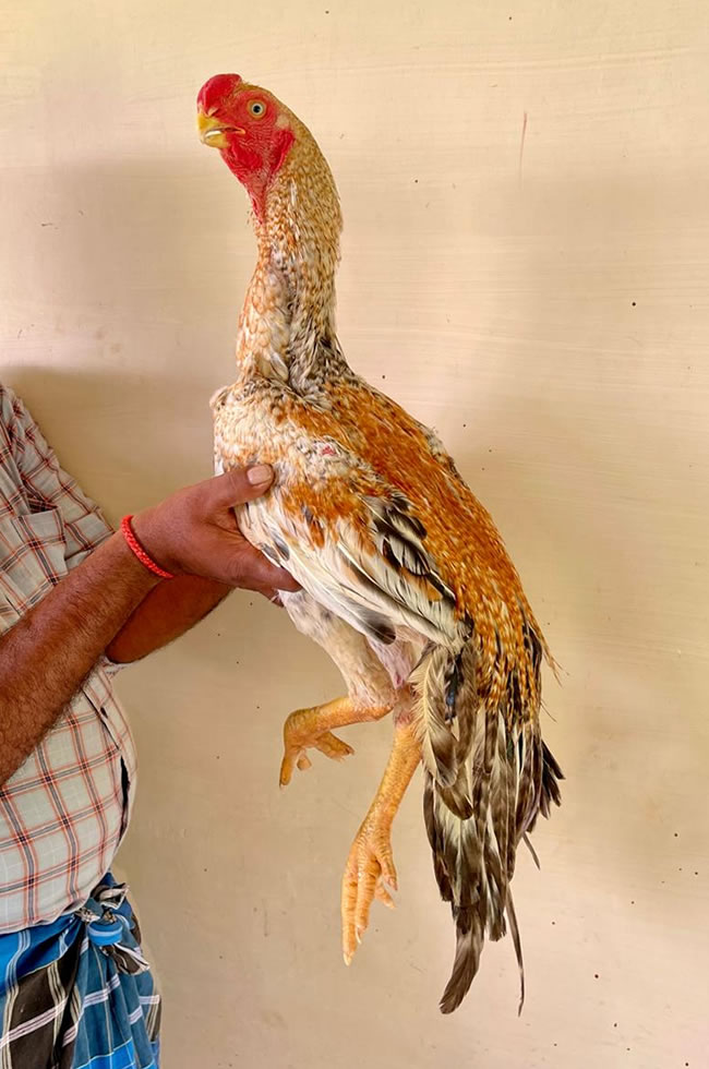 Buy Authentic Aseel Poultry from Nithys Aseel Farm