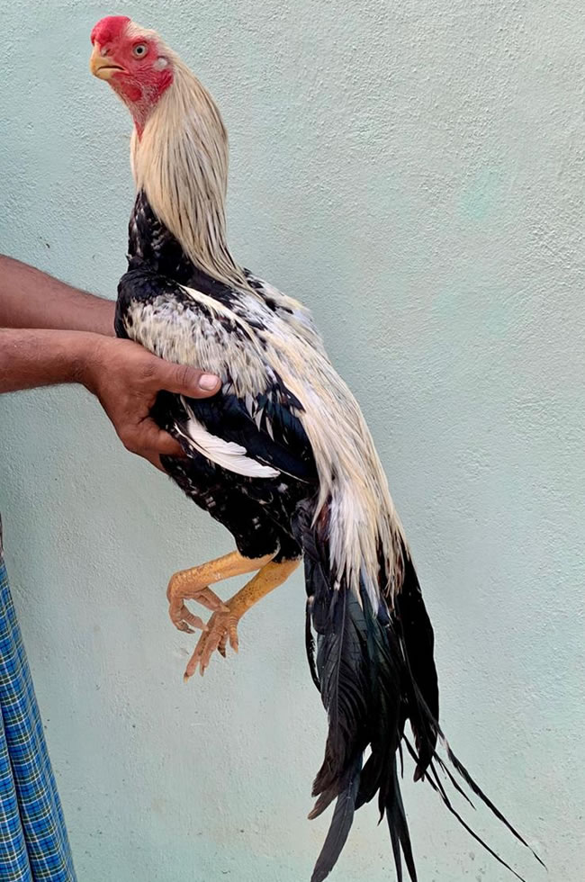 Parrot Beak Aseel for Sale in India
