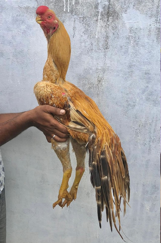 Parrot Beak Aseel Sellers in Tiruchirappalli: A Local Buyer’s Guide