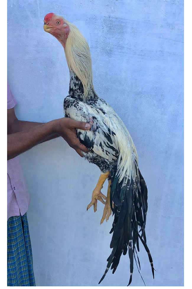 Pure Bloodline Aseel Birds for Breeding in India