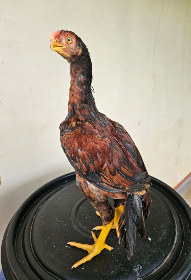 Premium Aseel Chicken Farm in India