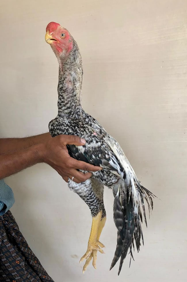 Parrot beak fan tail Aseel Show quality young male