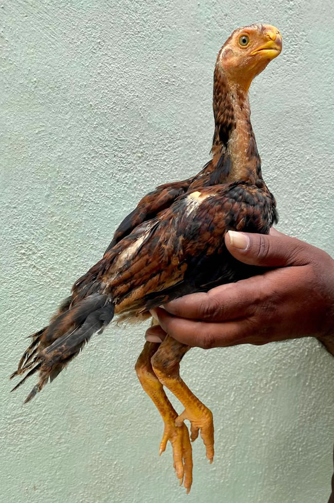 Parrot Beak Fantail Aseel Top male chicken