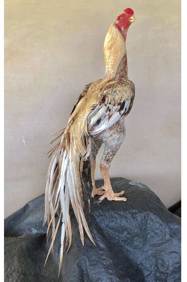 Parrot beak long tail Aseel Top show quality breeding Male