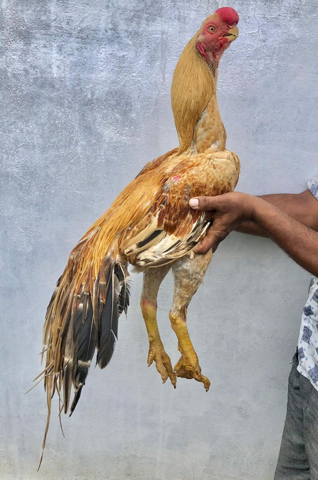 Parrot beak long tail Aseel Top show quality male