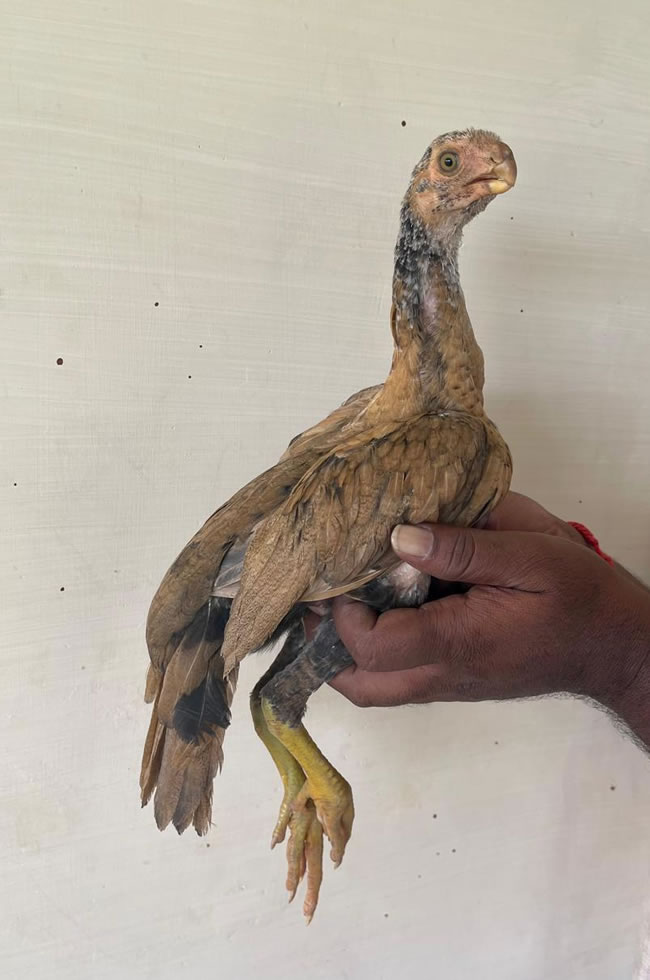 Parrot Beak longtail Aseel Beautiful female chicken