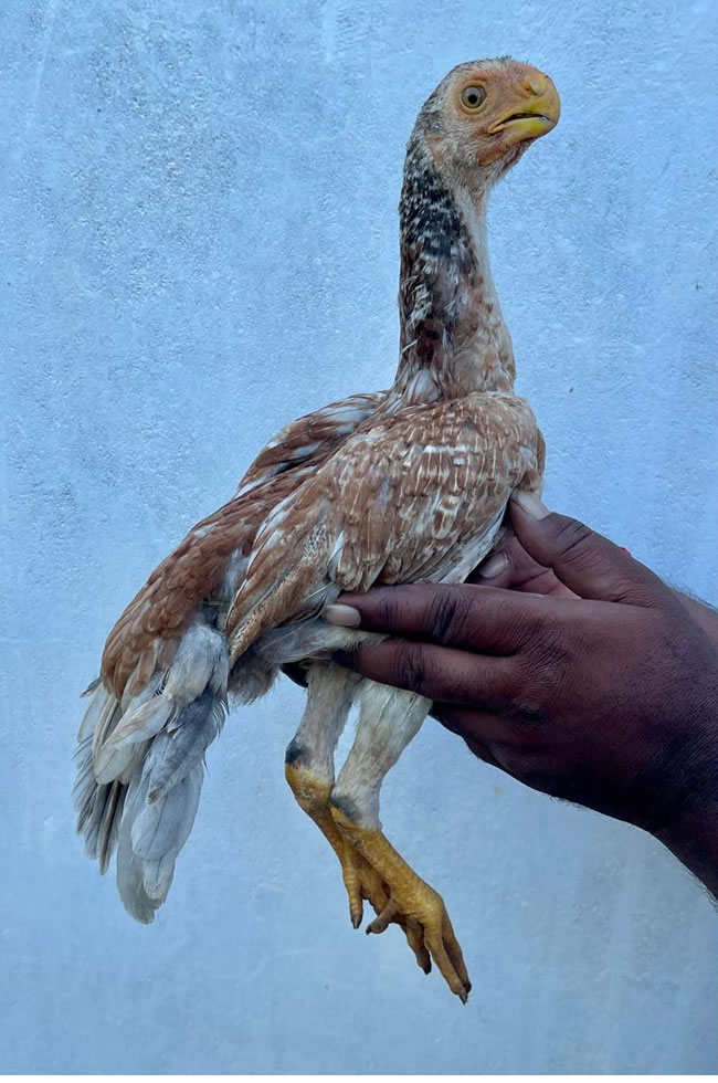 Parrot Beak Fantail Aseel Beautiful female chicken