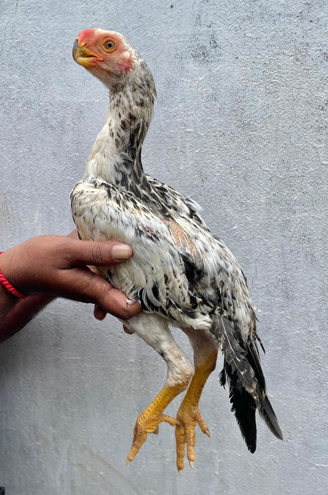 Parrot Beak longtail Aseel Top quality Male chicken