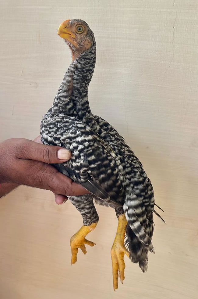 Parrot Beak Fantail Aseel  Excellent female chicken