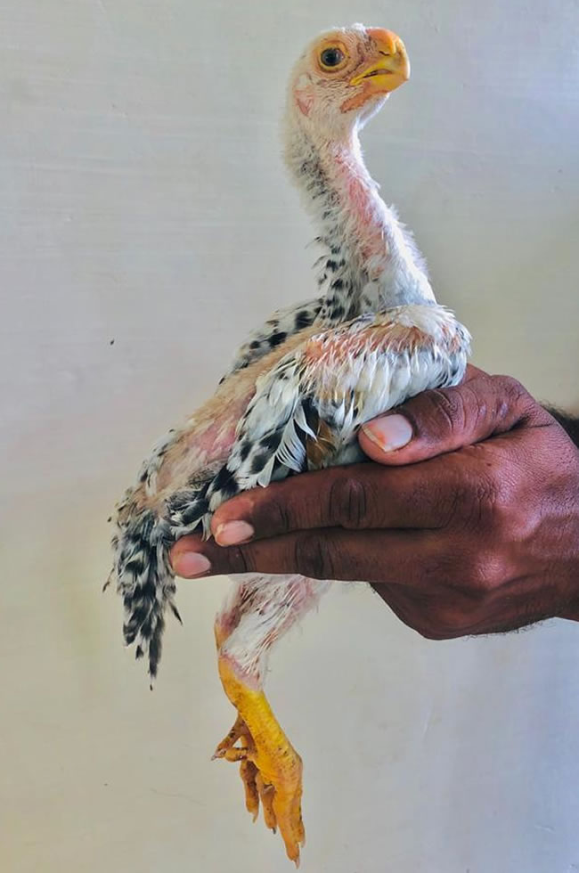 Parrot Beak longtail Aseel Show quality Male chicken