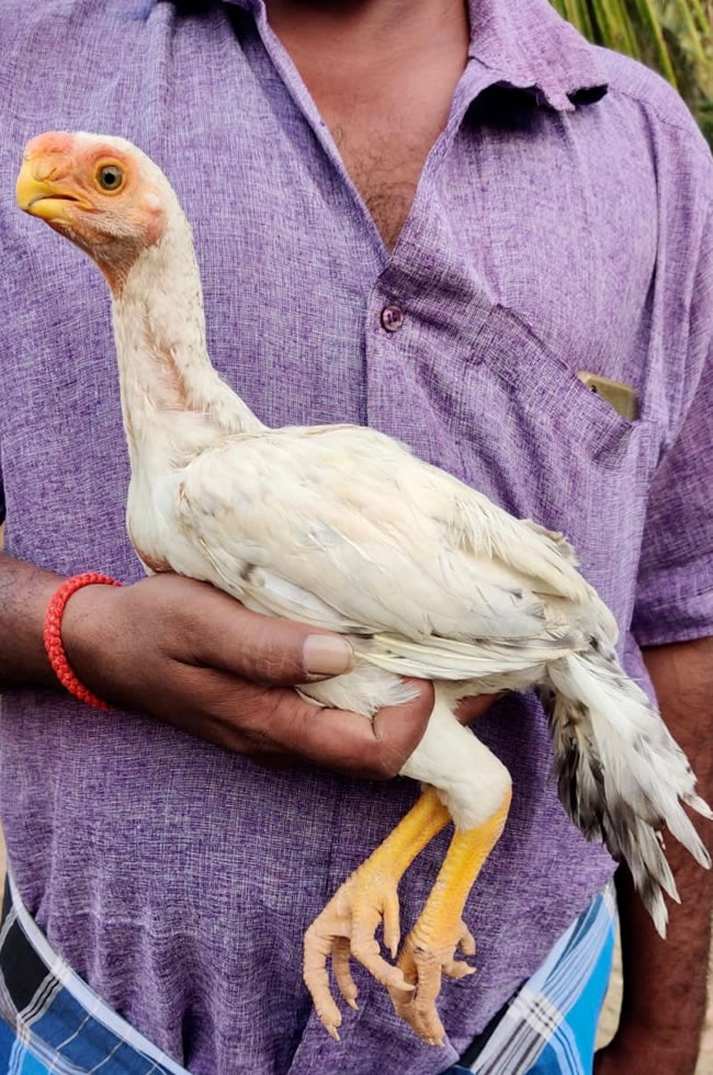 Parrot beak fan tail Aseel Lovely Male Chicken