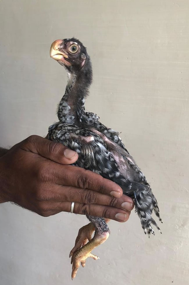 Parrot Beak longtail Aseel Top quality Male chicken