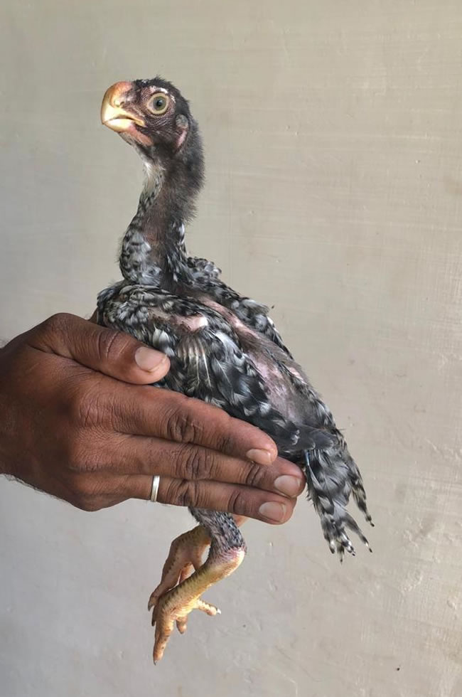 Parrot Beak Fantail Aseel Fantastic male chicken