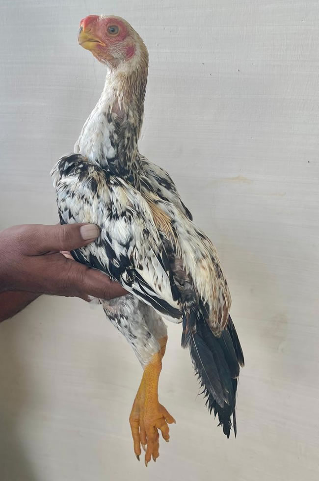 Parrot Beak Fantail Aseel Wonderful show quality Male chicken
