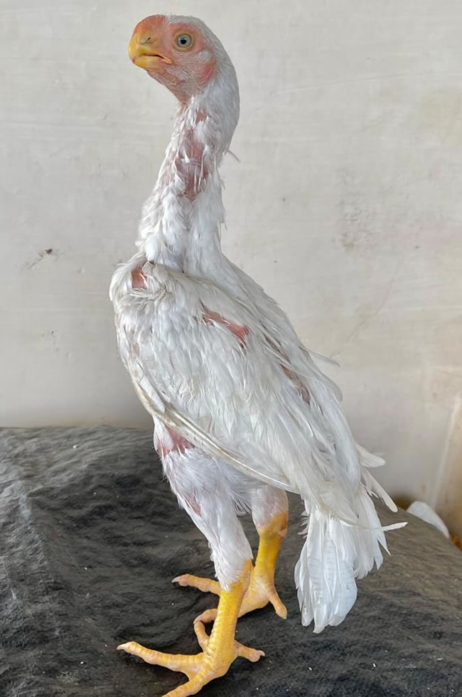 Parrot Beak longtail Aseel World class male chicken