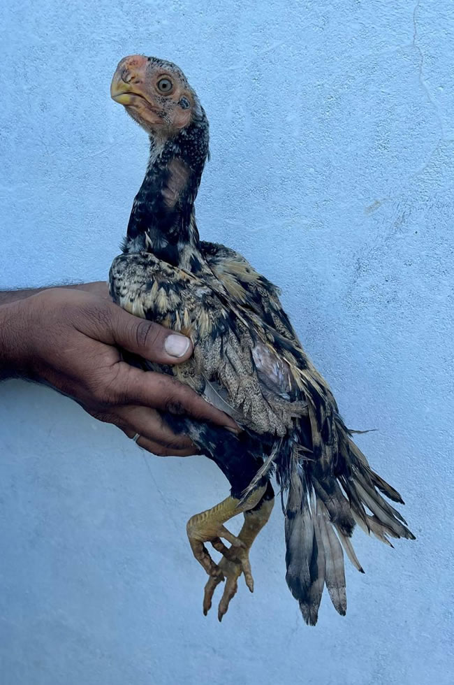 Parrot Beak Fantail Aseel Fantastic male chicken