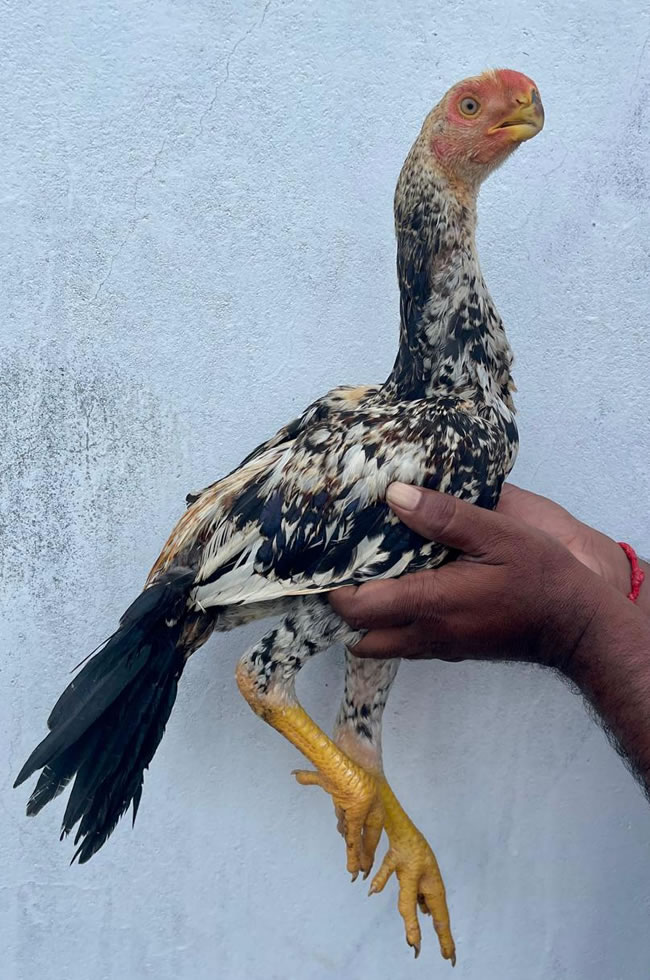 Parrot Beak Fantail Aseel Excellent male chicken