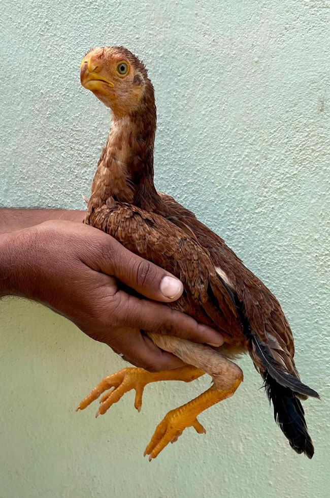 Parrot beak long tail Aseel  Top quality female chicken