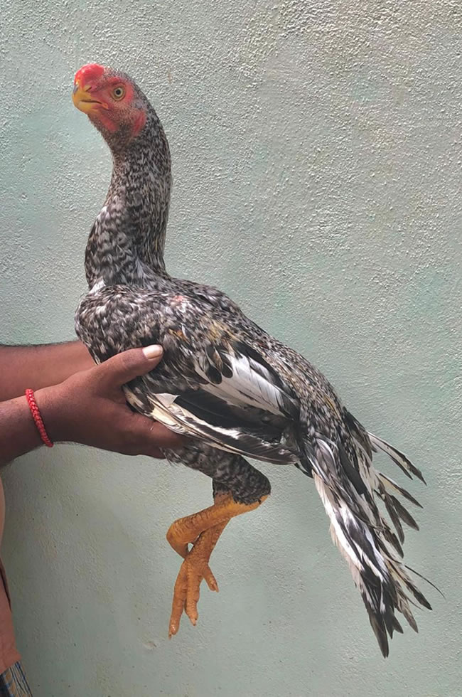 Parrot beak fan tail Aseel Excellent young male