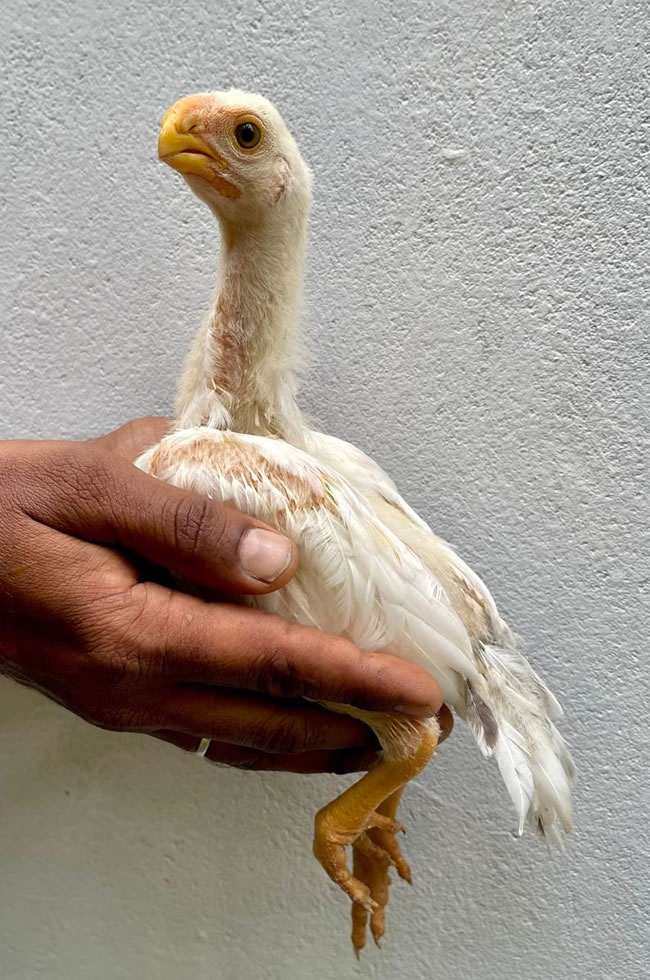 Parrot Beak longtail Aseel Top show quality Male chicken