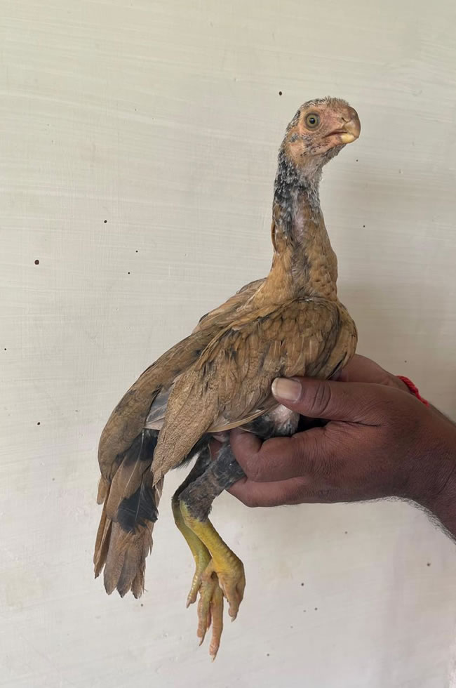 Parrot beak fan tail Aseel Beautiful female chicken