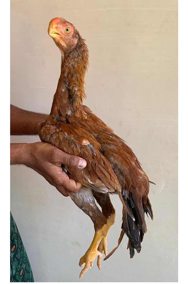 Parrot beak fan tail Aseel Fantastic young male