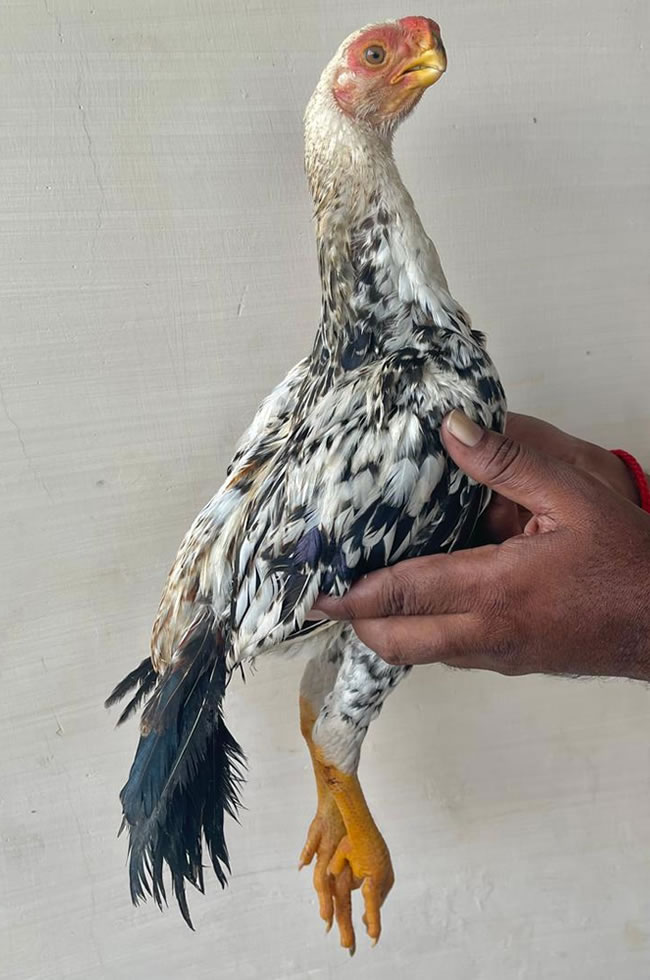 Parrot Beak longtail Aseel  Top show quality Male chicken