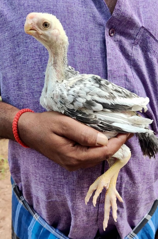 Parrot beak fan tail Aseel Cute male chicken