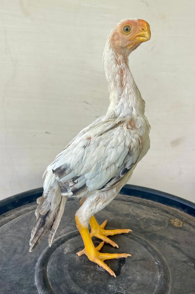 Parrot Beak Fantail Aseel Fantastic male chicken
