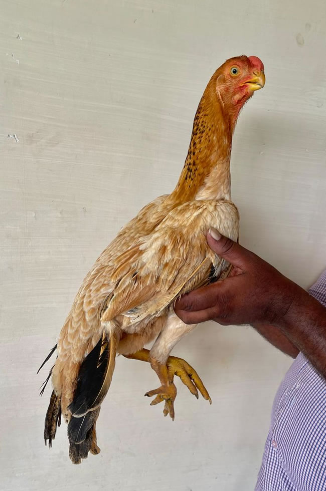 Parrot beak fan tail Aseel Beautiful breeding female