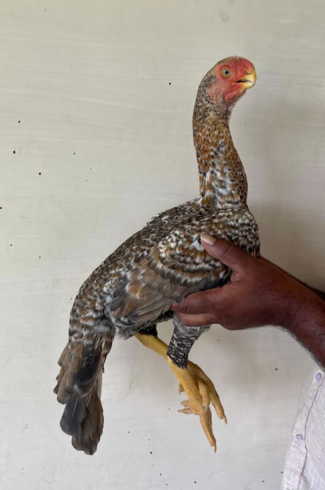 Parrot beak long tail Aseel Show quality breeding female