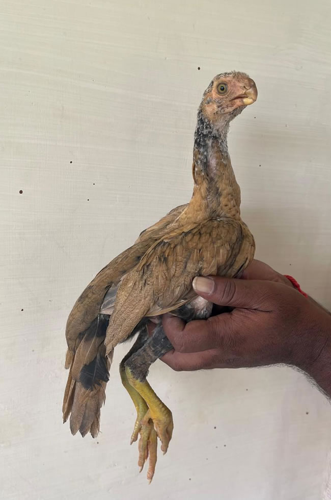 Parrot beak long tail Aseel Beautiful female chicken