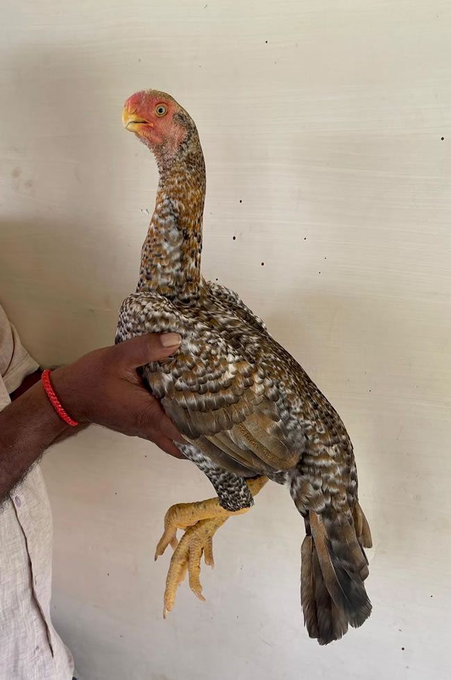 Parrot beak long tail Aseel  Excellent show quality female