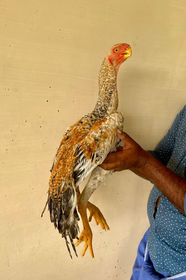 Parrot beak fant tail Aseel Fantastic young female