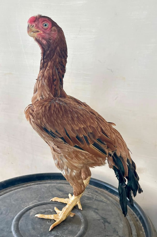 Parrot beak long tail Aseel Top breeding female