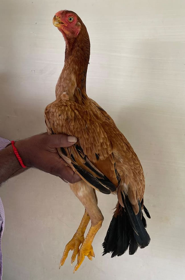 Parrot Beak longtail Aseel Lovely young female