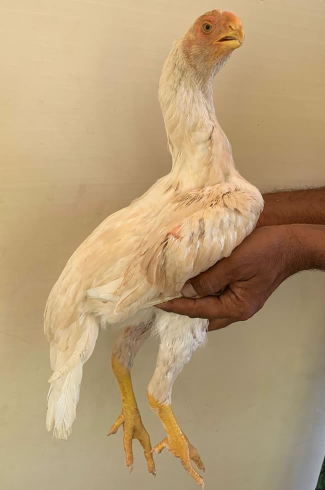 Parrot beak fant tail Aseel Fantastic young female