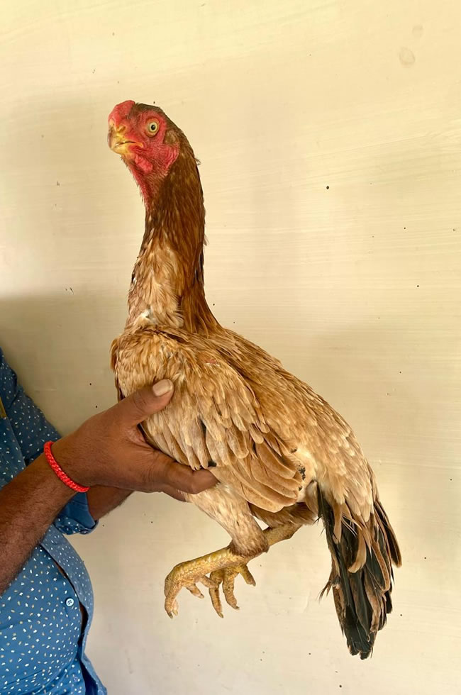 Parrot beak fan tail Aseel Lovely breeding female