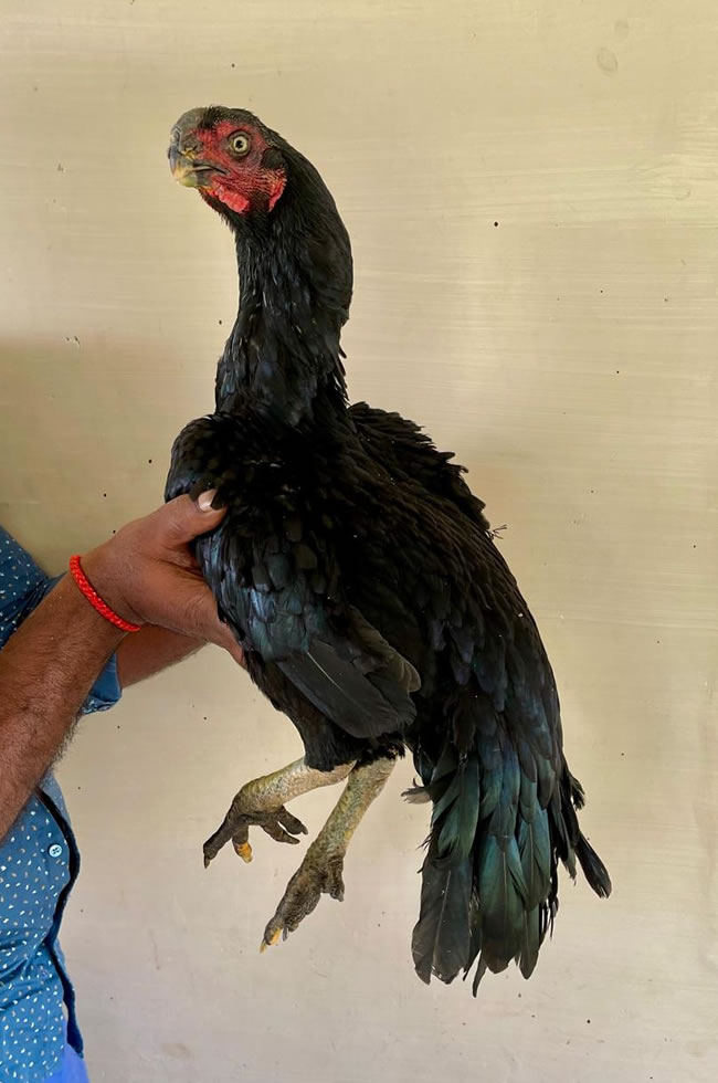 Parrot beak long tail Aseel Excellent breeding female