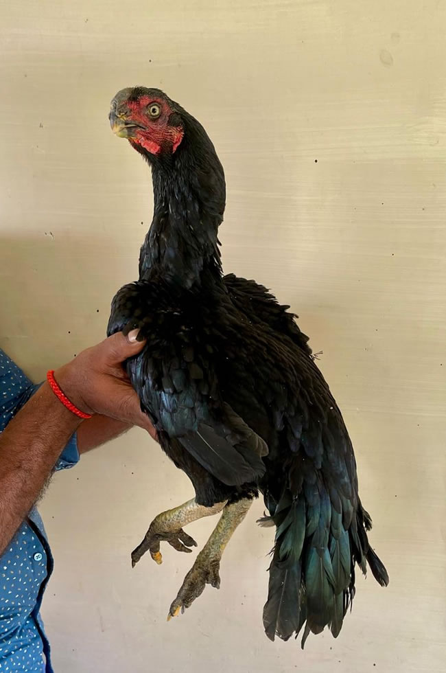 Parrot beak long tail Aseel Heavy size breeding female