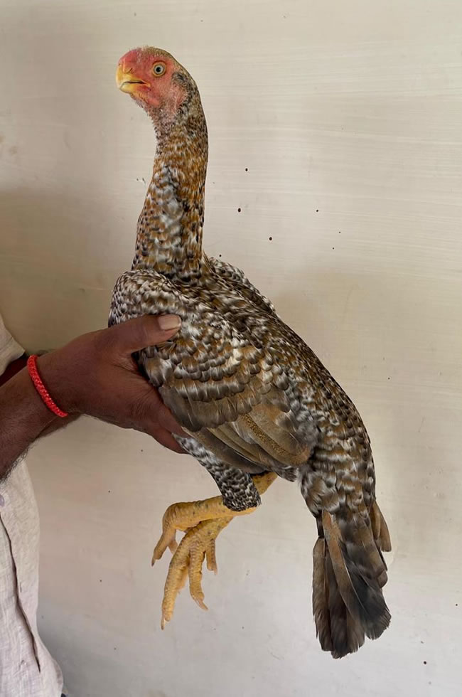 Parrot beak long tail Aseel Top show quality female