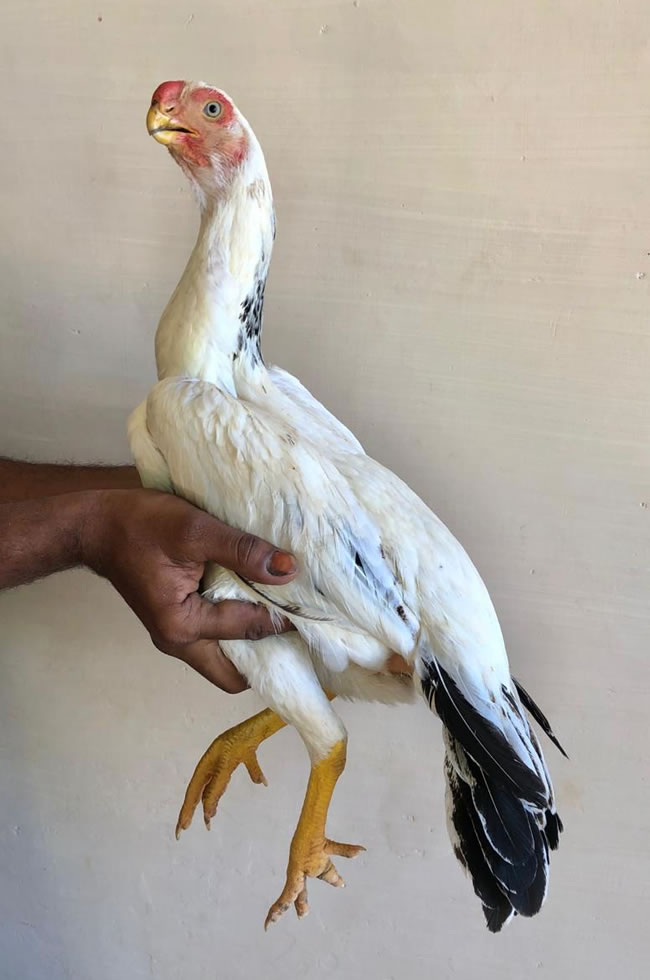Parrot beak long tail Aseel Excellent breeding female