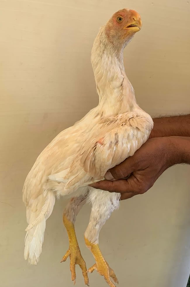 Parrot beak fan tail Aseel Lovely female chicken