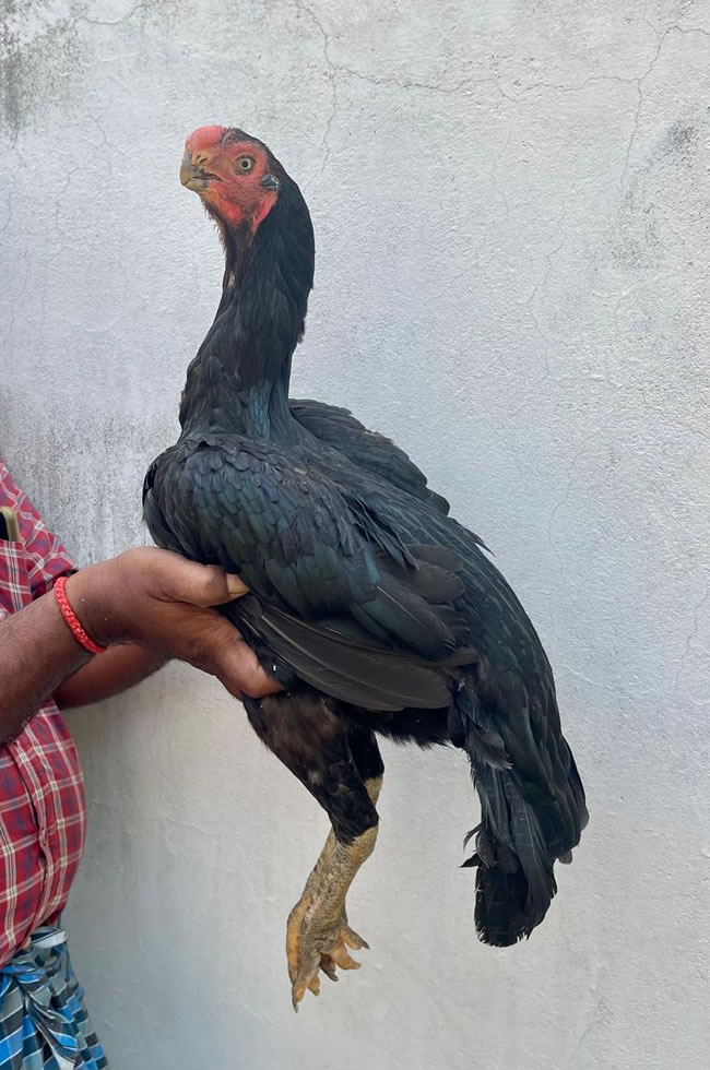 Parrot beak long tail Aseels  Breeding female top quality