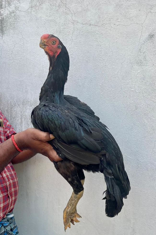 Parrot Beak Fan Tail Aseel  Top quality breeding female