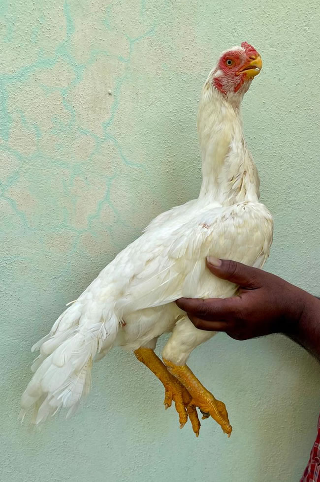 Parrot Beak longtail Aseel Fantastic female