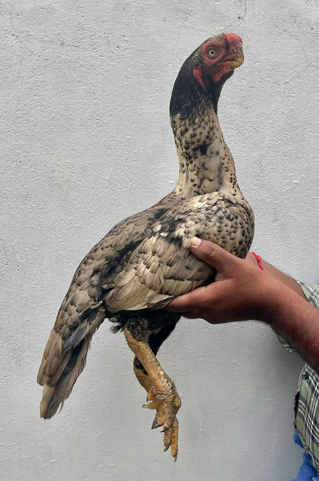 Parrot Beak Fantail Aseel Top quality breeding female
