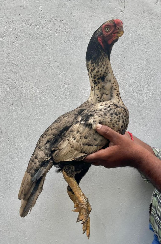 Parrot beak fan tail Aseel Beautiful breeding female