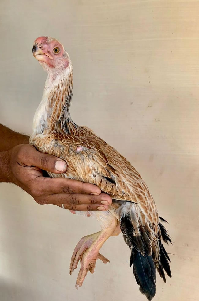Parrot beak fan tail Aseel Lovely breeding female